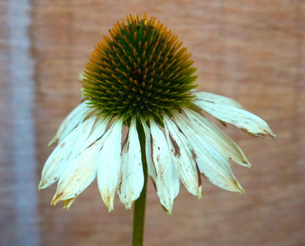 Madame Raboni critica Leopardi