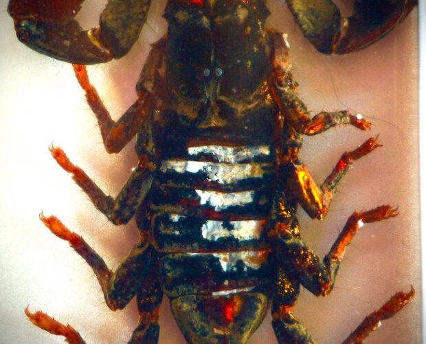 Poeri non poetici, falsi miti e censura