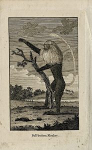 Antique Engraving Print, Full-bottom Monkey, 1793
