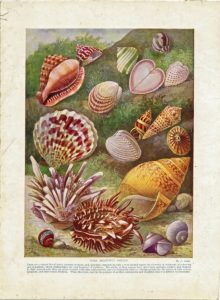 Antique Print, Some Beautiful Shells, 1886 ca.