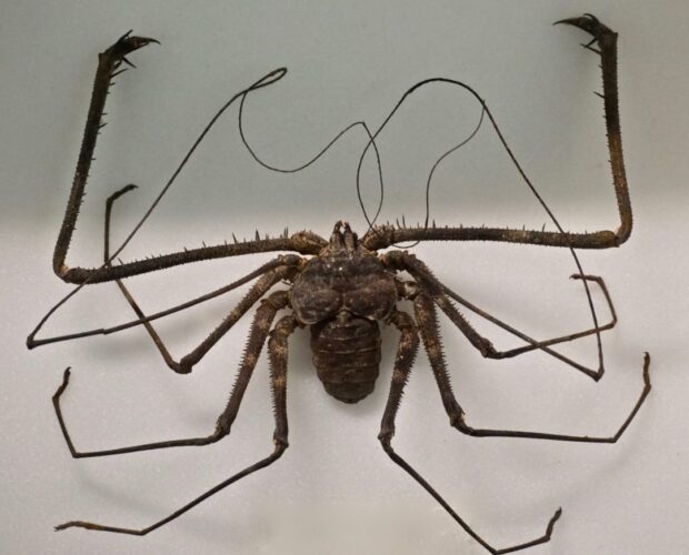 Il fallito di successo