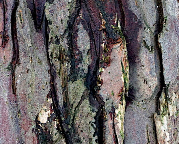 Ulisse, mito, storia, scoperta