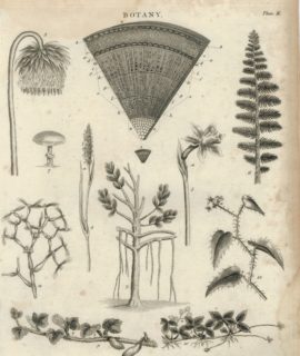 Antique Engraving Print, Botany, 1799