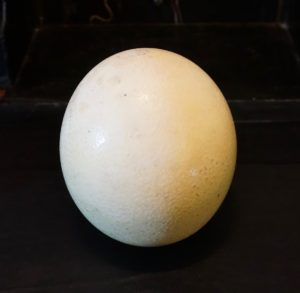 Taxidermy Antique Real Ostrich Egg.