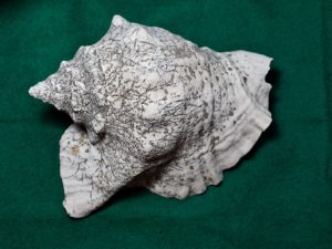 Rare Antique Seashell
