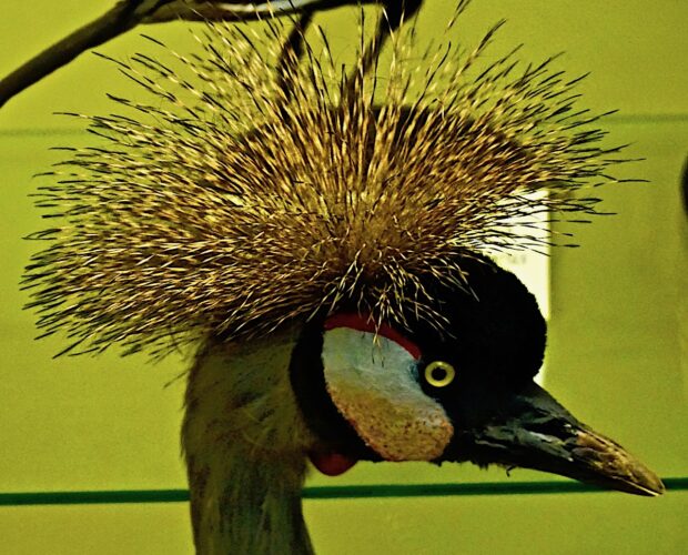 Uno scemo ricco è ricco, uno scemo povero è scemo?