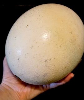 Taxidermy Antique Real Ostrich Egg
