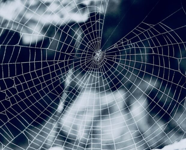 Il ragno e la ragnatela nella simbologia erotica della trama