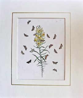 Antique Botanical Print, 1840