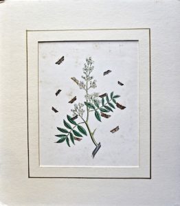 Antique Botanical Print, 1840 ca.