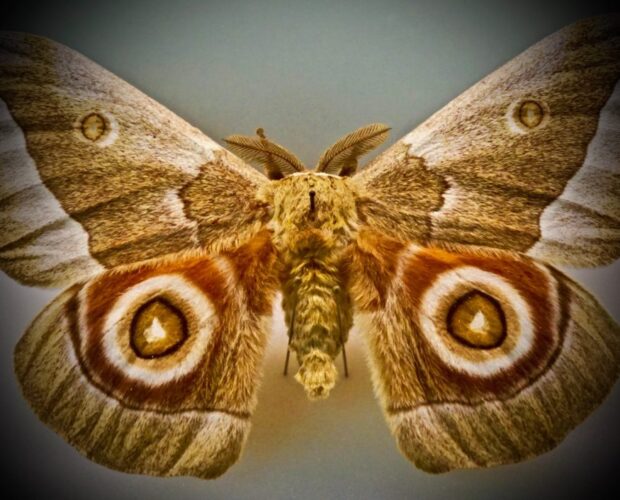 Controzuppa per la truppa