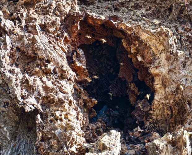 L'arte e il suo creatore, stupidità elitaria e isteria discriminante