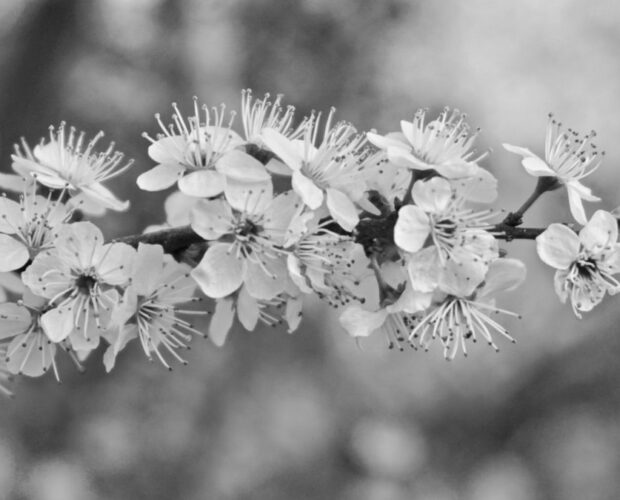 L'improbabile poesia di Milo de Angelis