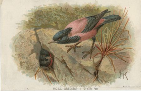 Antique Print, Rose Coloured Starling, 1890