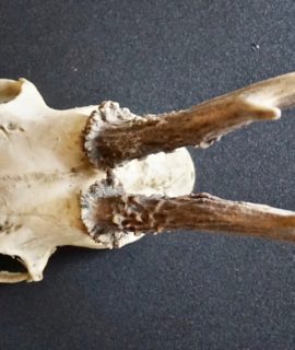 Antique Natural Roe deer (Capreolus capreolus) Skull / Antler cap