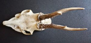 Antique Natural Roe deer (Capreolus capreolus) Skull / Antler cap