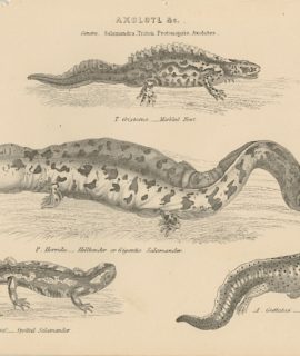Antique Engraving Print, Salamandra, Triton Protonopsis, Axolotes, 1880