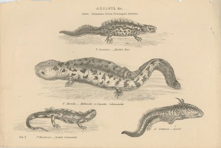 Antique Engraving Print, Salamandra, Triton Protonopsis, Axolotes, 1880