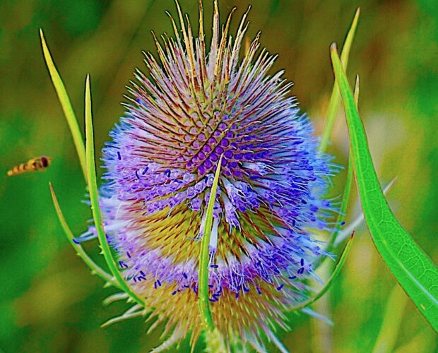 La morte della dialettica