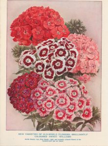 Vintage Print, New Varieties of Old-World Flowers, 1890 ca.