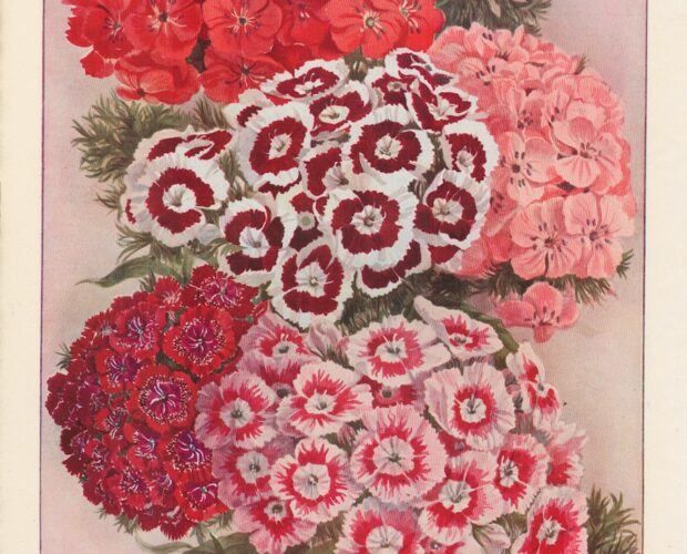 Vintage Print, New Varieties of Old-World Flowers, 1890 ca.