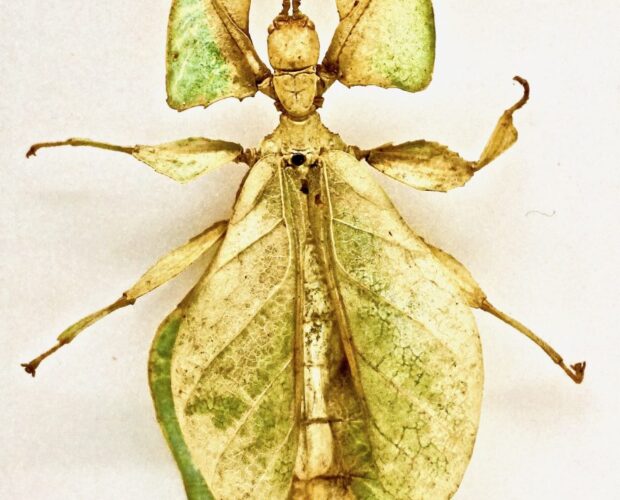 Concorso rosa poesiaconfetto, cavalieri