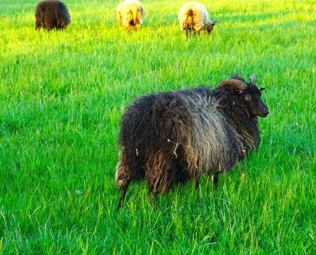 Army's noblemen and parvenus