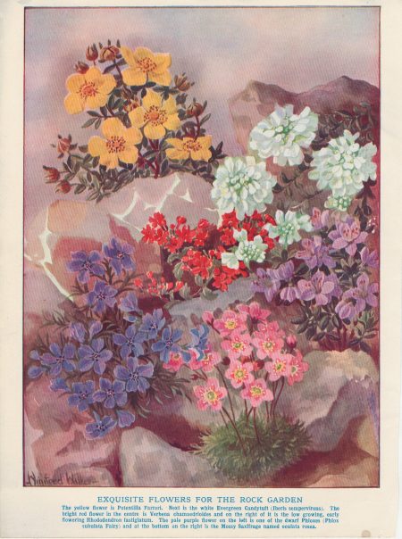 Vintage Print, Exquisite Flowers for the Rock Garden, 1890 ca.