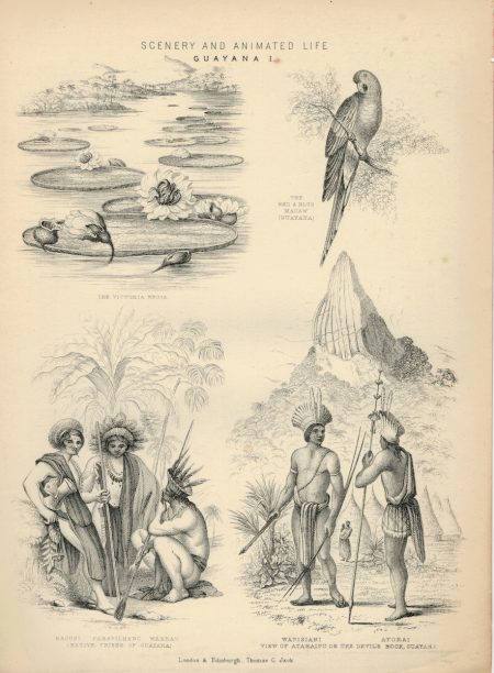 Antique Engraving Print, Scenery and Animated Life, Guayana, London. 1850