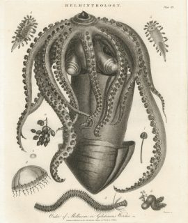 Antique Engraving Print, Helminthology, 1808