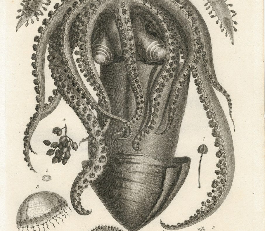 Antique Engraving Print, Helminthology, 1808