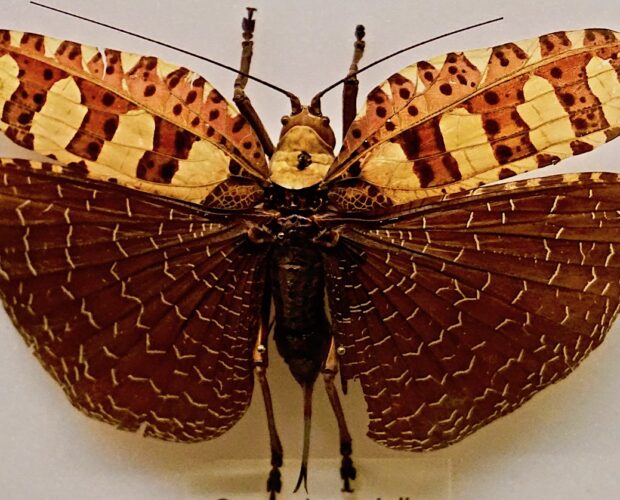 Le rivoluzioni letterarie della borghesia rampante