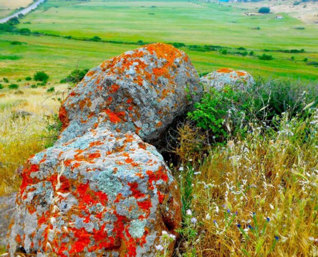 Il riso, tra letteratura e marketing