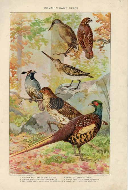 Vintage Print, Common Game Birds, 1903
