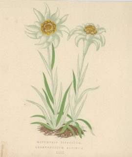 Antique Print, Micomeria Piperella, Leontopodium Alpinum, 1873