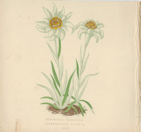 Antique Print, Micomeria Piperella, Leontopodium Alpinum, 1873