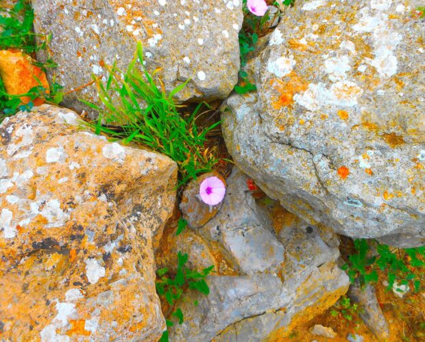 Provenzale ed occitano, la danza