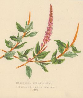 Antique Print, Merendera Bulbocodium, 1873