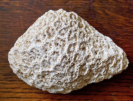Coral Fossil, Solenastrea sp., Miocene of Aquitaine