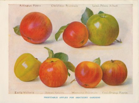Vintage Print, Profitable Apples for Amateurs' Gardens, 1902