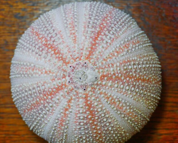 Amicizia vera, utile futile