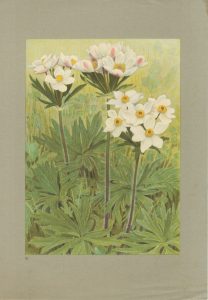 Vintage Print, Narcissus Flowered Anemone, 1925 ca.