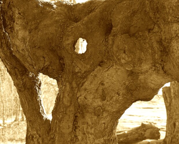 Camilleri non faceva letteratura