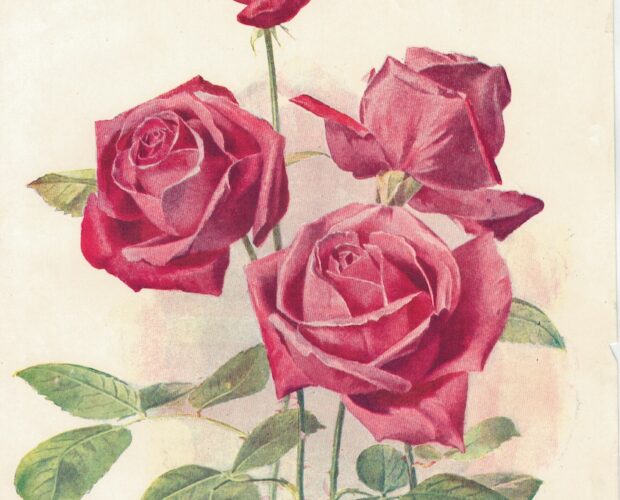 Vintage Print, Hybrid Tea Rose, 1904