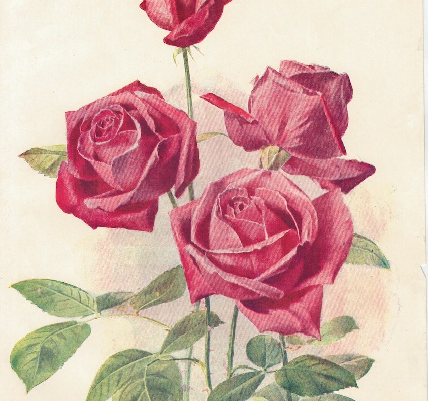Vintage Print, Hybrid Tea Rose, 1904