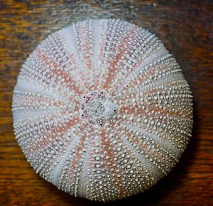 Orange Cornish English Very Large Sea Urchin