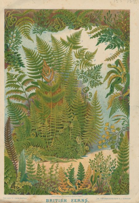 Vintage Print, British Ferns, 1886