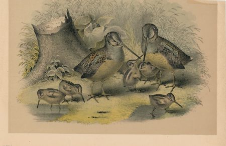 Vintage Print, Birds, 1881