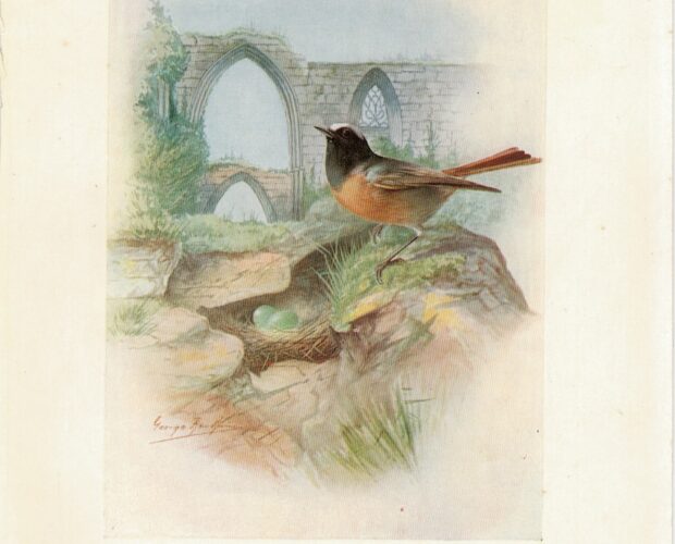 Vintage Print, Redstart, Ruticil'la phoenicu'rus, 1880 ca.