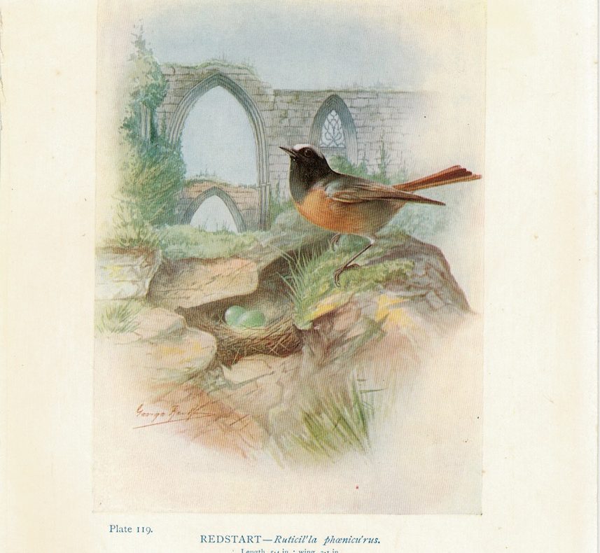 Vintage Print, Redstart, Ruticil'la phoenicu'rus, 1880 ca.